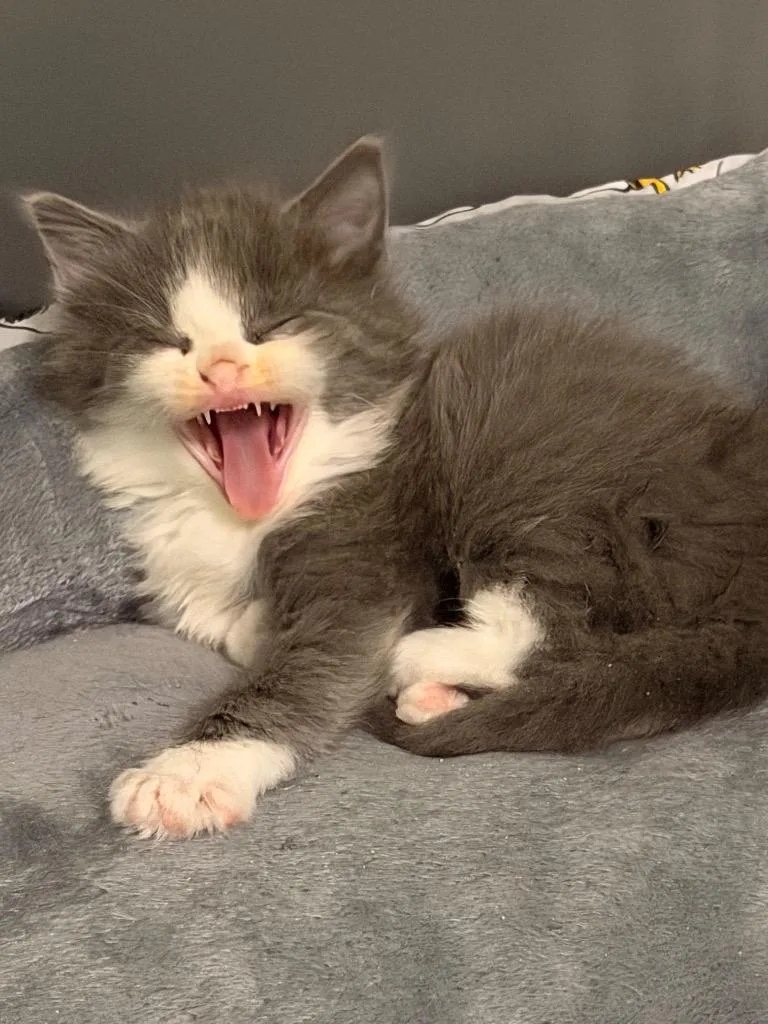 A baby small-sized male Domestic Medium Hair cat named Blue Lagoon for adoption in Newnan, GA
