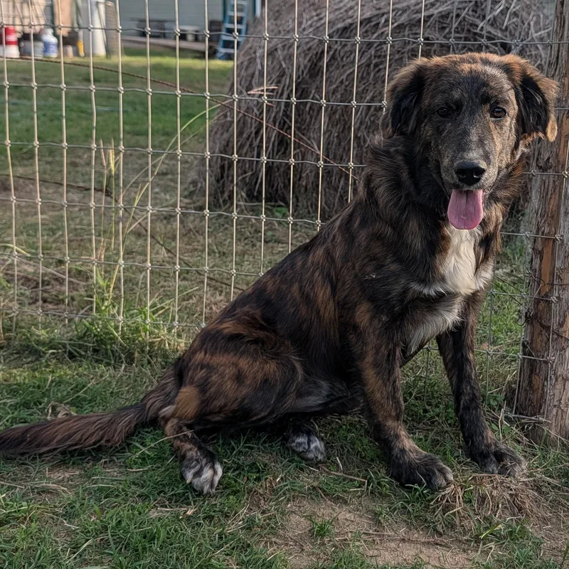 A baby medium-sized female Golden Retriever dog named Montana for adoption in Tishomingo, OK