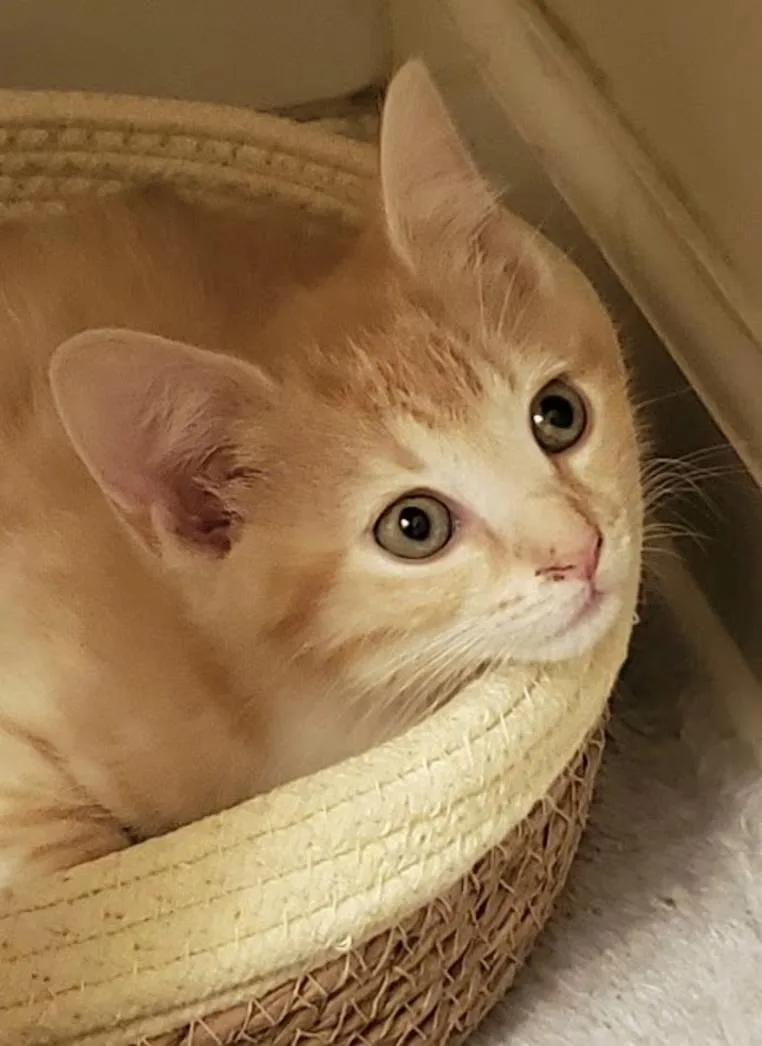 A baby medium-sized male Orange & White Domestic Short Hair cat named Cortado for adoption in Greensboro, NC