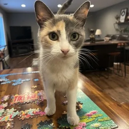 Patches
