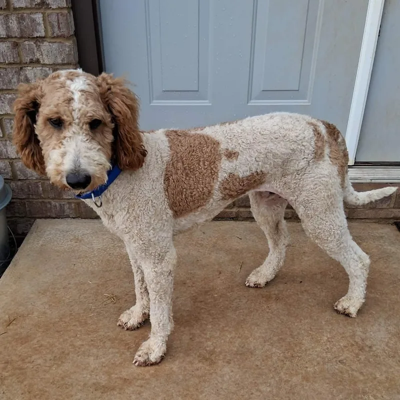 A young medium-sized male Brown / Chocolate Poodle dog named Scotch for adoption in Hopkinton, MA