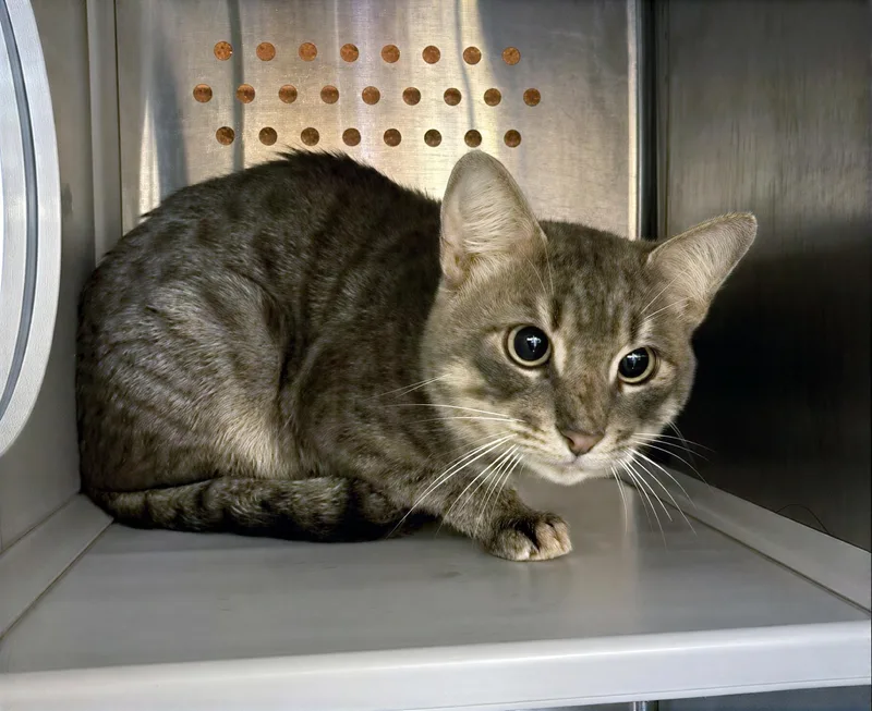 An adult medium-sized male Tabby (Gray / Blue / Silver) Domestic Short Hair cat named Catatonic for adoption in Nashville, TN