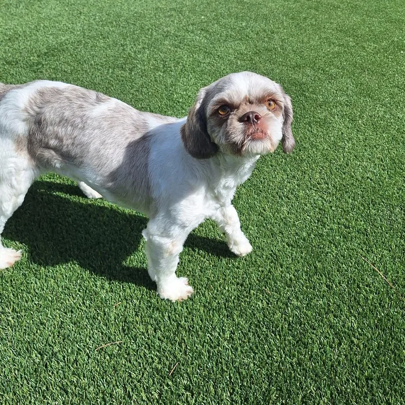 An adult small-sized female Yellow / Tan / Blond / Fawn Shih Tzu dog named Velvet for adoption in LOXAHATCHEE, FL