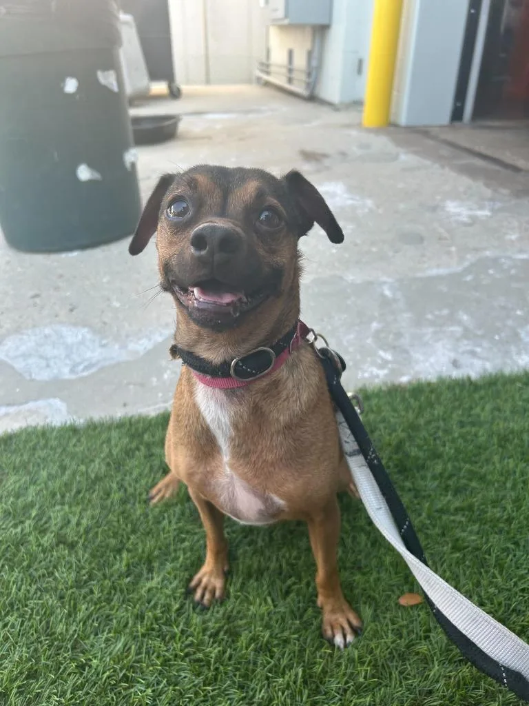 An adult small-sized male Dachshund dog named Moose for adoption in New Orleans, LA