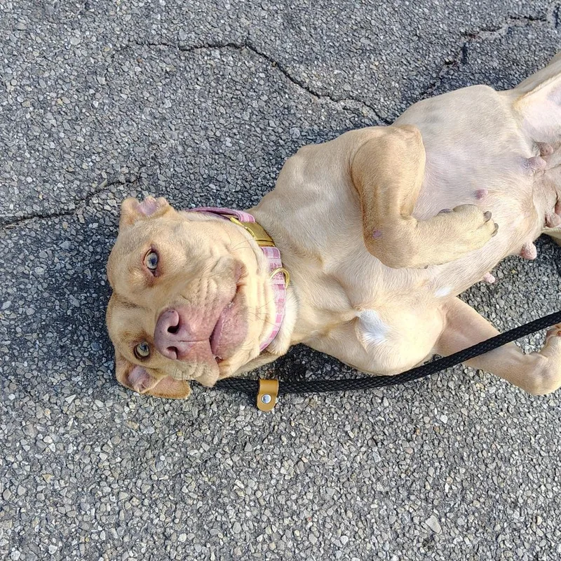 Casserole thumbnail 2