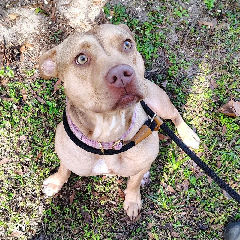 Casserole thumbnail 3