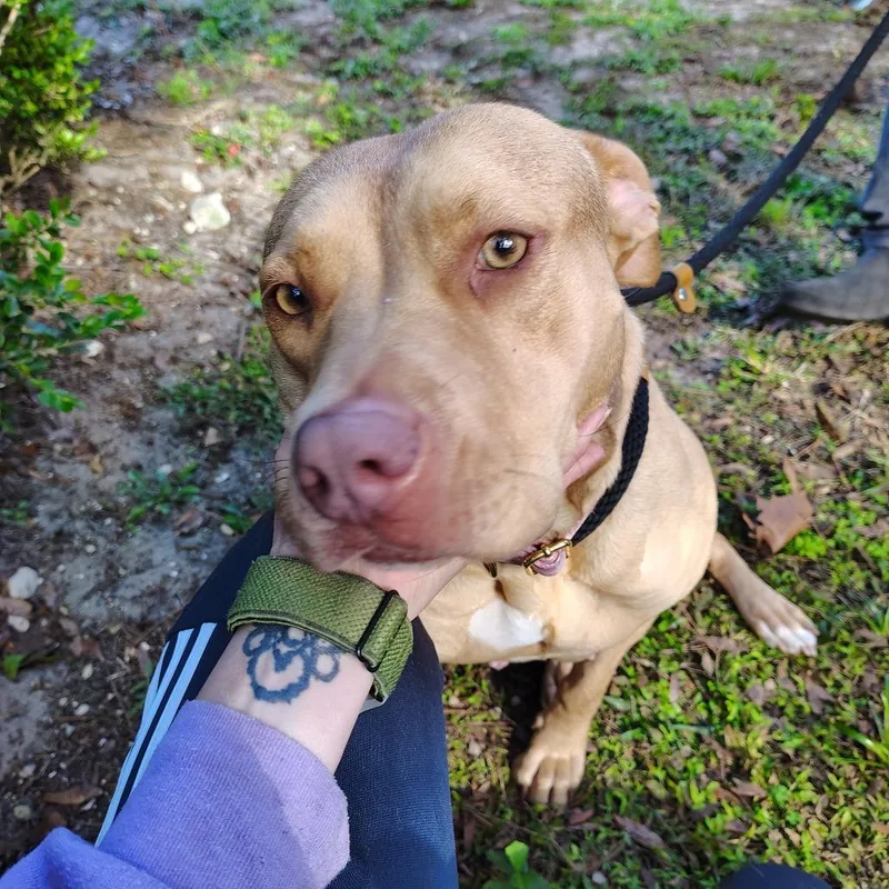 Casserole thumbnail 4