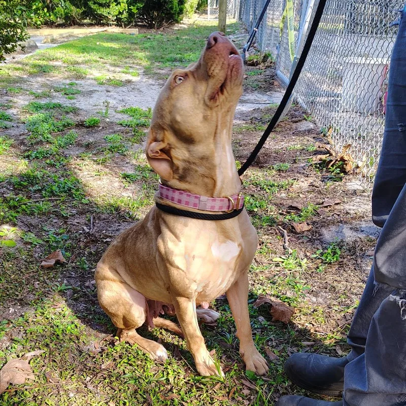 Casserole thumbnail 5