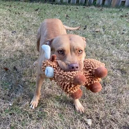 Casserole thumbnail 6