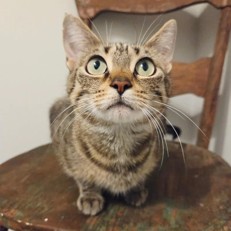 An adult small-sized female Brown / Chocolate Domestic Short Hair cat named Mia for adoption in New Albany, OH
