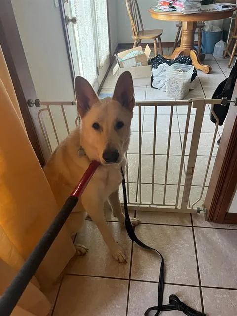 An adult large-sized male German Shepherd Dog dog named A for adoption in Oklahoma City, OK