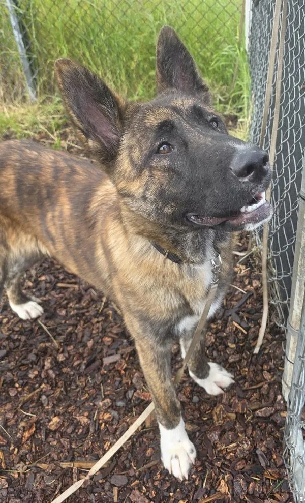 A young large-sized female Shepherd dog named Cinnamon for adoption in Vancouver, WA