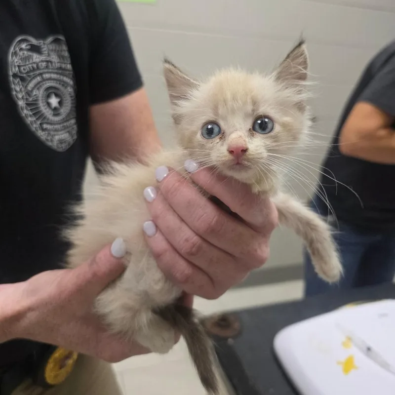 A baby small-sized female White Domestic Long Hair cat named Poppy for adoption in Lufkin, TX