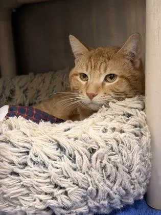Garfield thumbnail 2