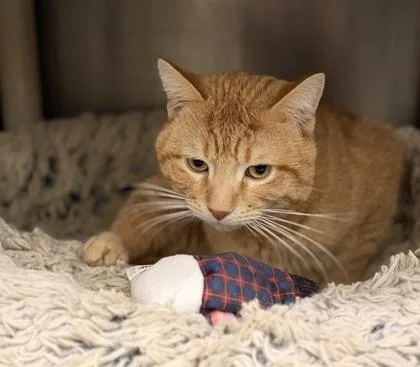 An adult medium-sized male Domestic Short Hair cat named Garfield for adoption in Annapolis, MD