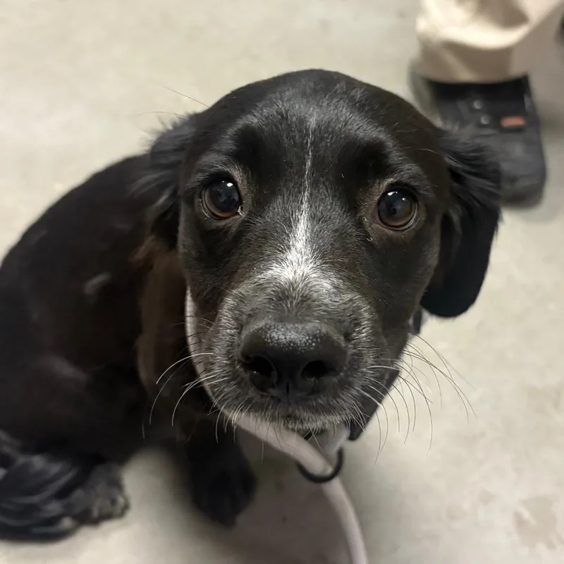 A young small-sized male Black Mixed Breed dog named Champ for adoption in Yuma, AZ