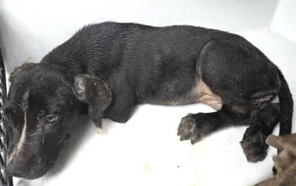 A baby small-sized female Labrador Retriever dog named Sydney for adoption in Houston, TX