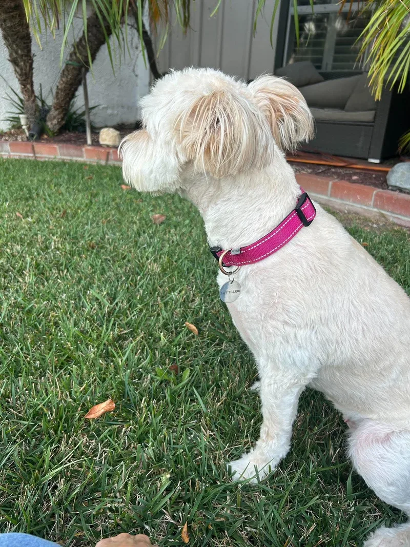 An adult medium-sized female Apricot / Beige Poodle dog named Lola for adoption in Poway, CA