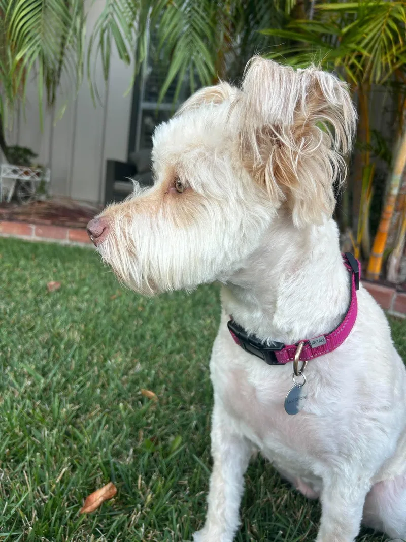 Lola thumbnail 2