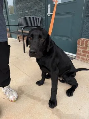 An adult large-sized male Labrador Retriever dog named 26-469 for adoption in Barnesville, GA