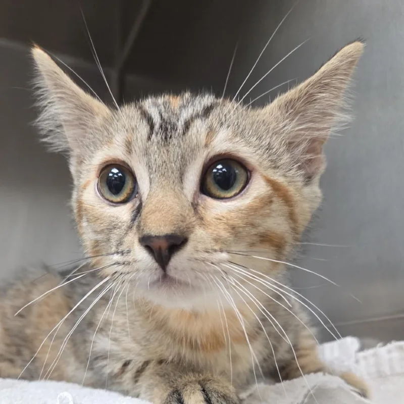 A baby small-sized female Gray / Blue / Silver Domestic Short Hair cat named Truffles for adoption in Santa Barbara, CA