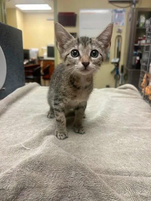 A baby small-sized female Domestic Short Hair cat named Lychee for adoption in Fort Myers, FL