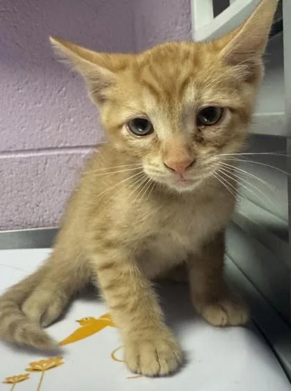 A baby small-sized male Orange / Red Domestic Short Hair cat named Ryan for adoption in El Paso, TX