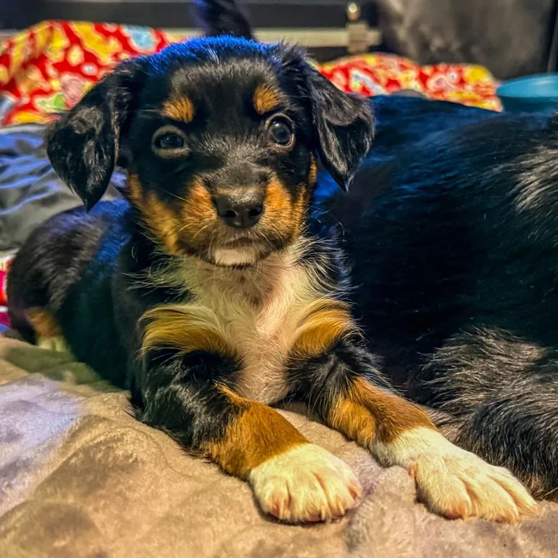 Bella