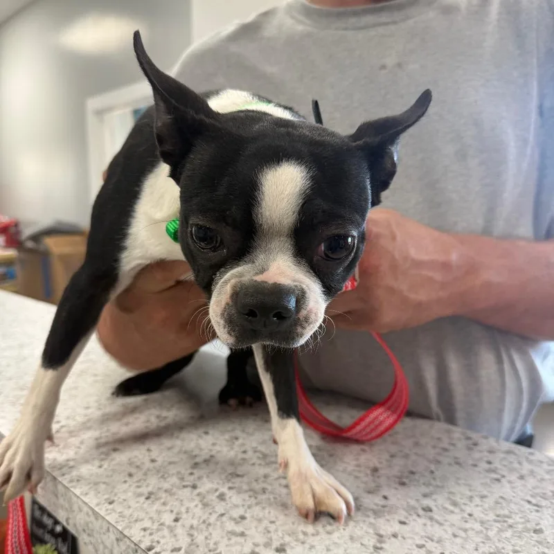 A young small-sized female Boston Terrier dog named Becky for adoption in Normal, IL