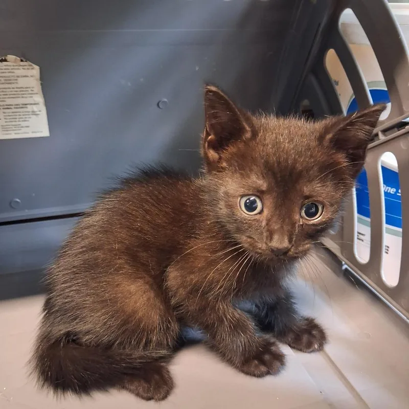 A baby medium-sized female Domestic Short Hair cat named Chicha for adoption in Gautier, MS