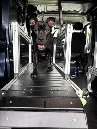 A young medium-sized male Pit Bull Terrier dog named Rebel for adoption in Fishers, IN