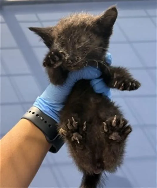 A baby small-sized female Domestic Short Hair cat named Cleo for adoption in San Bernardino, CA