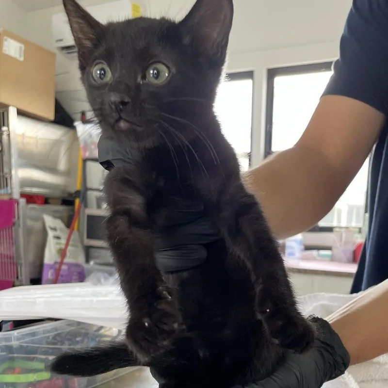 A baby small-sized male Black Domestic Short Hair cat named Bliss for adoption in Chapel Hill, NC