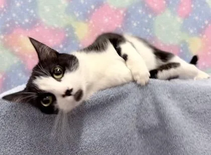 Oreo Cookie thumbnail 2