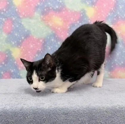 Oreo Cookie thumbnail 3