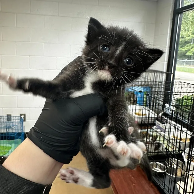 A baby small-sized male Black Domestic Medium Hair cat named Prince Charming for adoption in Gadsden, AL