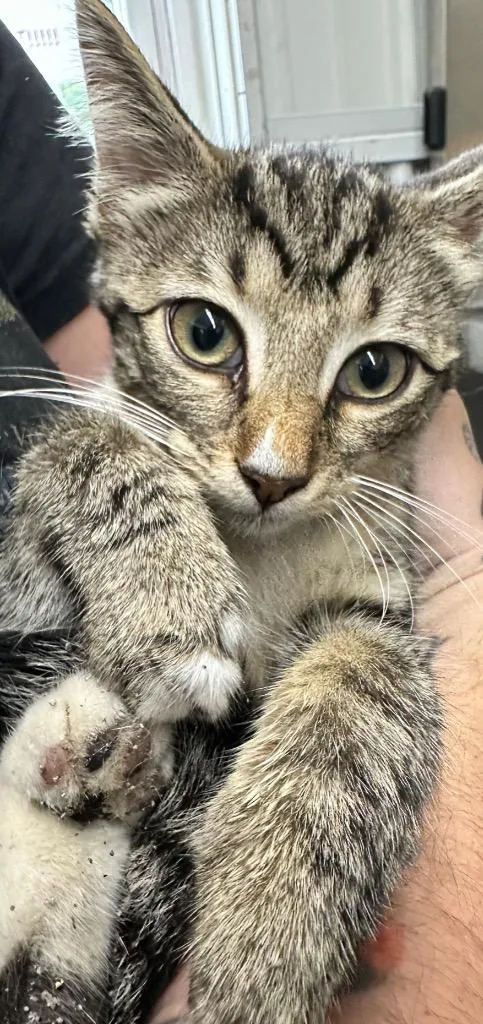 A baby small-sized female Domestic Short Hair cat named Peaches for adoption in Hillsdale, IN