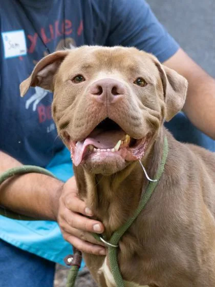An adult large-sized male Pit Bull Terrier dog named Jellybean for adoption in Atlanta, GA