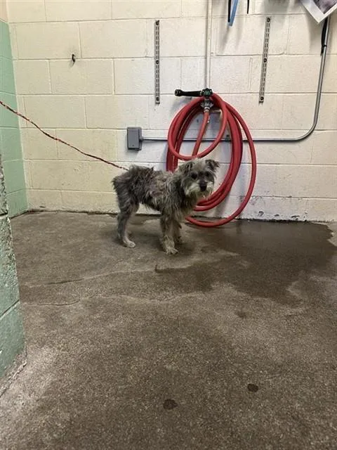An adult small-sized female Yorkshire Terrier dog named A for adoption in Sacramento, CA