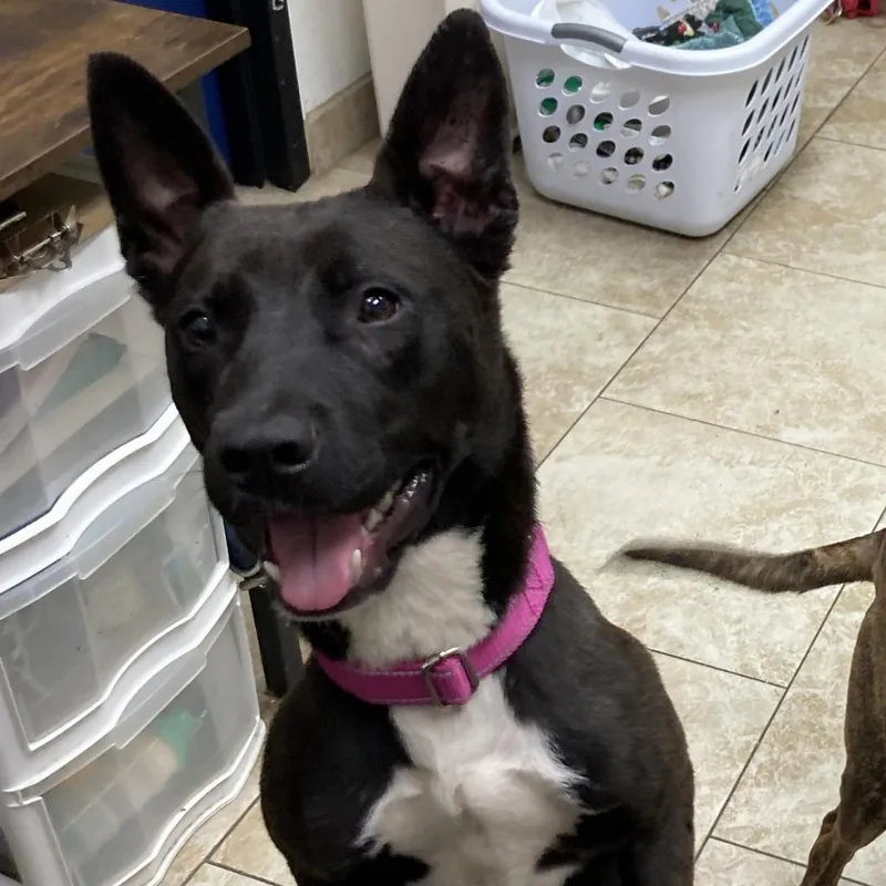 An adult medium-sized female Black Mixed Breed dog named Coco for adoption in Galveston, TX