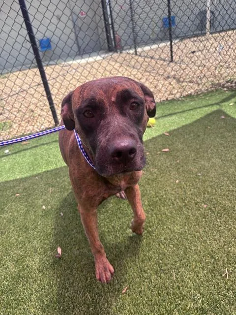 An adult large-sized female Mixed Breed dog named Gwynn for adoption in Jacksonville, FL