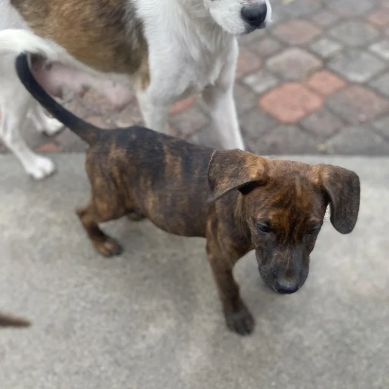 A baby medium-sized male Catahoula Leopard Dog dog named Boo for adoption in Escondido, CA