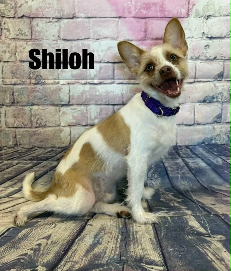 Shiloh