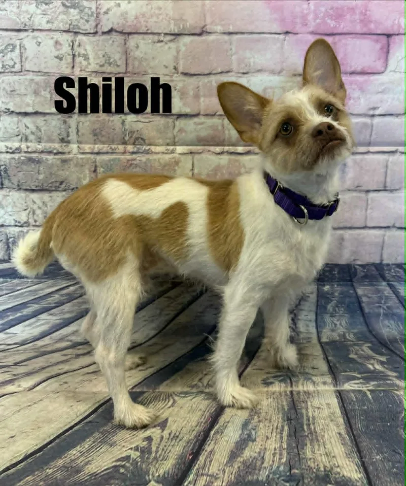 Shiloh thumbnail 2