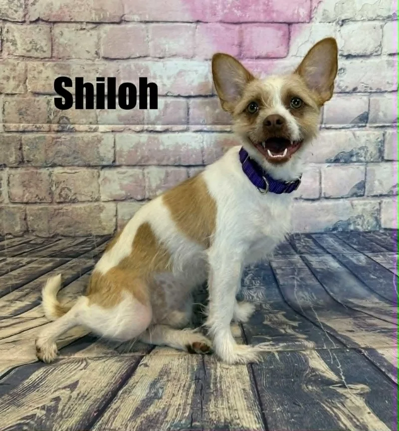 Shiloh thumbnail 3