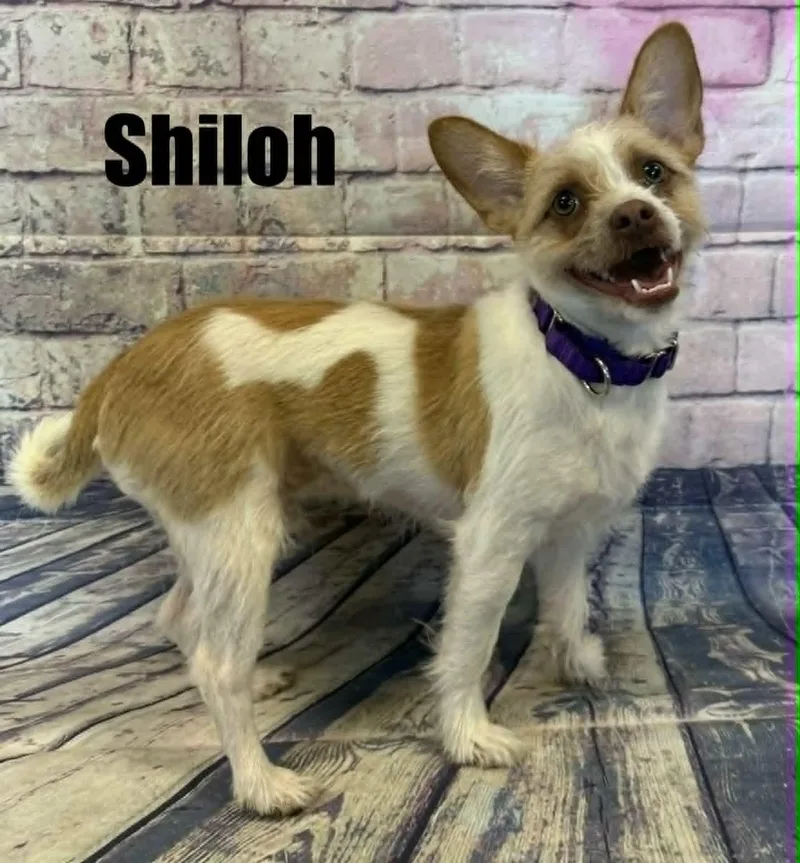 Shiloh thumbnail 4