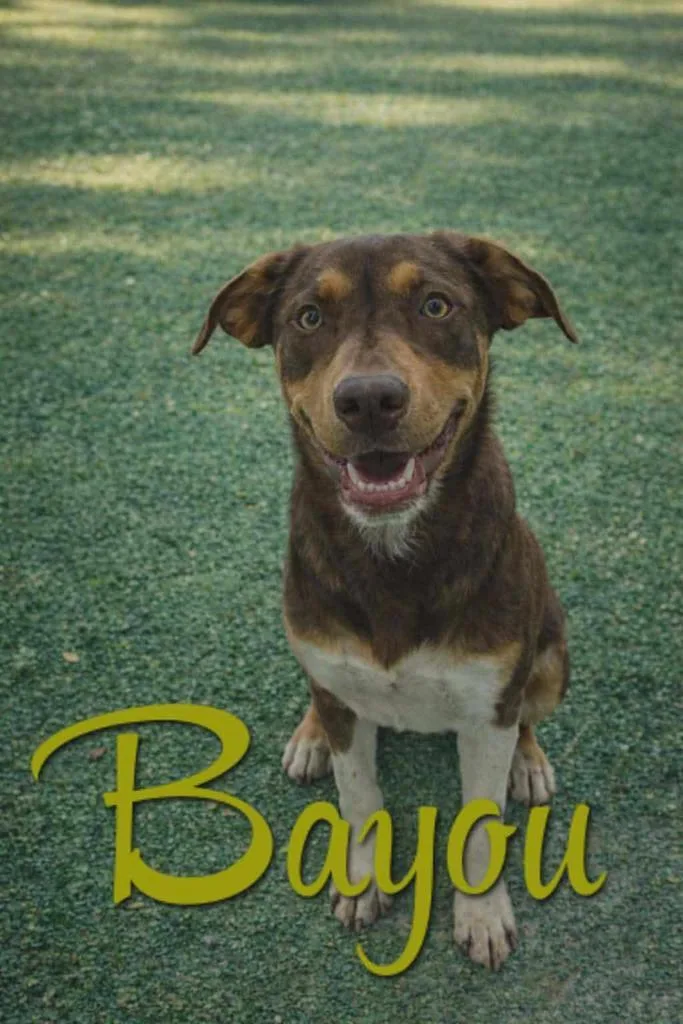 A young medium-sized female Hound dog named Bayou for adoption in Livingston, LA