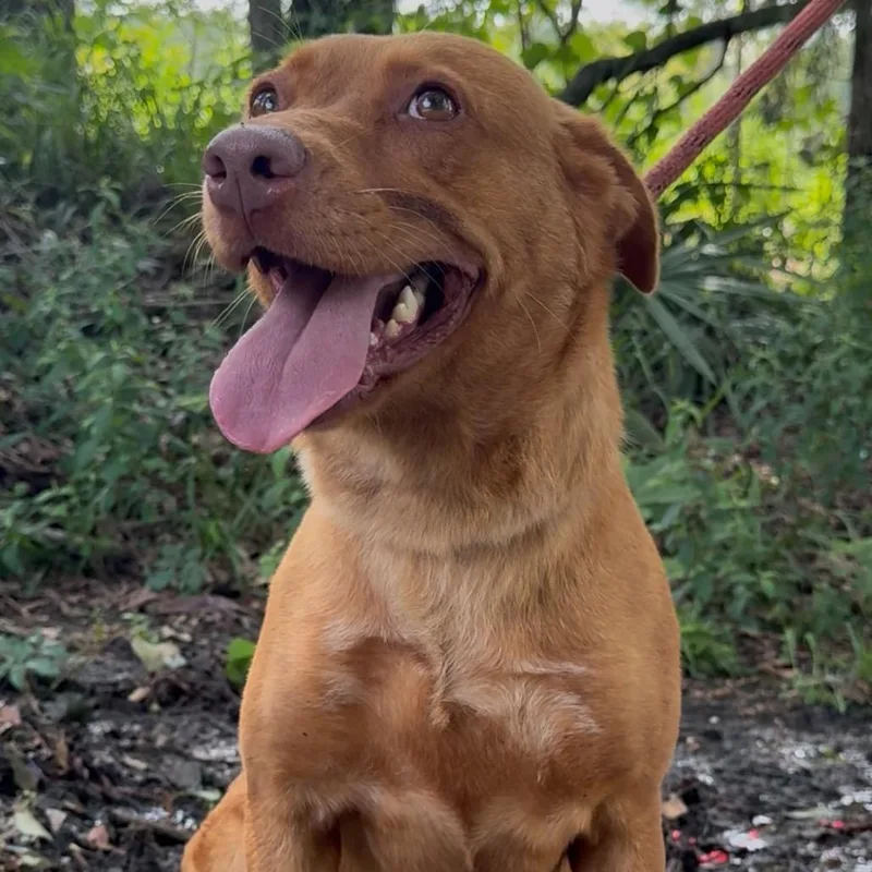 An adult medium-sized female Red / Chestnut / Orange Labrador Retriever dog named Maribella for adoption in Monroeville, AL