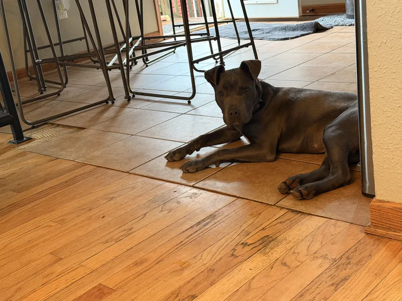 A young medium-sized male Gray / Blue / Silver Mixed Breed dog named Phoenix for adoption in Monona, WI