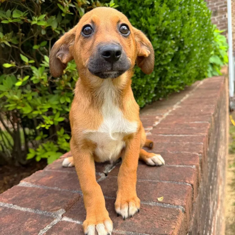 A baby medium-sized male Yellow / Tan / Blond / Fawn Mixed Breed dog named Hubble for adoption in Brownsboro, AL
